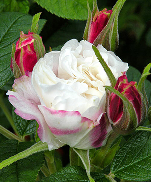 Роза кустовая Луиза Багнет